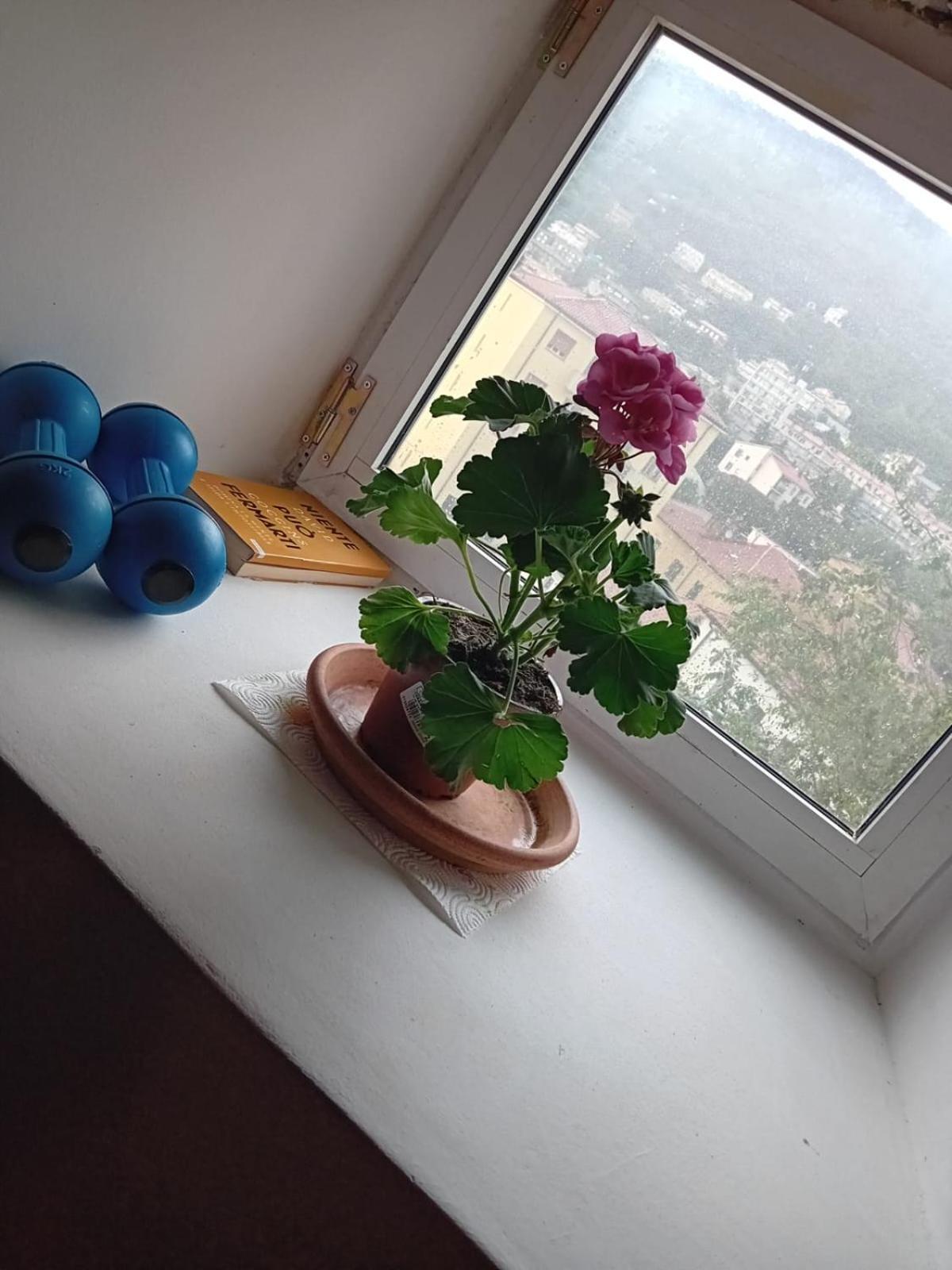 Antonini Apartments Τεργέστη Εξωτερικό φωτογραφία